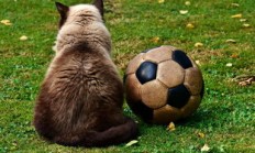 半岛体育官网-皇家马德里再次进军欧冠强，战绩斐然